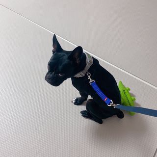 베이컨박스 [BACON] 고아웃클럽 산책 안전벨트 라이트 - 소형견용 — 5점을 준 리뷰어가 2021년 11월 올린 사용 사진