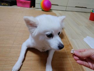페페로니 자기전에 먹는 저알러지 껌 세트 치킨+오리 — 5점을 준 리뷰어가 2021년 7월 올린 사용 사진
