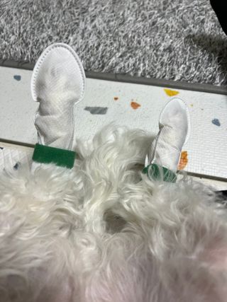 코보콩 에어슈즈 강아지 일회용 신발 소용량 패키지 20매 초경량  미끄럼방지 실내외 겸용 — 5점을 준 리뷰어가 2022년 2월 올린 사용 사진