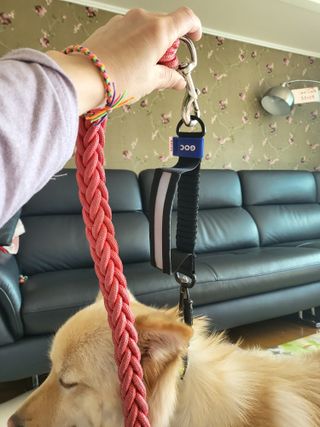 베이컨박스 [BACON] 고아웃클럽 산책 안전벨트 리뉴얼 - 중,대형견용 — 5점을 준 리뷰어가 2021년 12월 올린 사용 사진