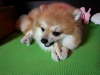 페페로니 클린플러스 덴탈오리껌 10g x 14p — 5점을 준 리뷰어가 2021년 7월 올린 사용 사진
