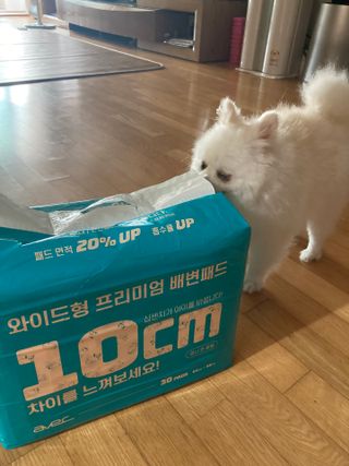 아베크 펫 와이드 프리미엄 대형 애견 강아지 배변 패드 30매 1팩 80g — 4점을 준 리뷰어가 2021년 7월 올린 사용 사진