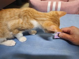 코코몰리 고양이 구강• 헤어볼 데일리 /신장• 요로 데일리 — 5점을 준 리뷰어가 2021년 1월 올린 사용 사진