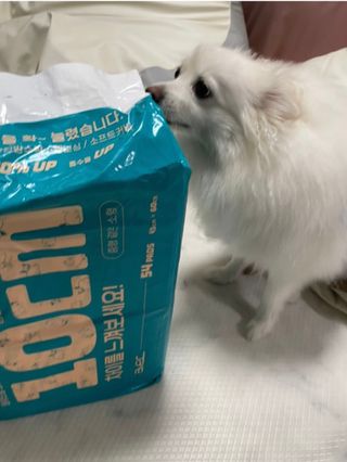아베크 펫 와이드 프리미엄 중형 애견 강아지 배변 패드 54매 1팩 45g — 5점을 준 리뷰어가 2021년 7월 올린 사용 사진