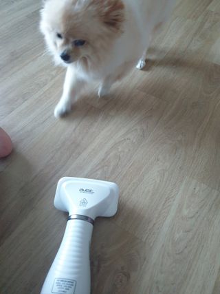아베크 펫 강아지 고양이 애견 에어 브러쉬 드라이기 올인원 — 4점을 준 리뷰어가 2021년 7월 올린 사용 사진
