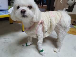 코보콩 에어슈즈 강아지 일회용 신발 소용량 패키지 20매 초경량  미끄럼방지 실내외 겸용 — 5점을 준 리뷰어가 2022년 2월 올린 사용 사진