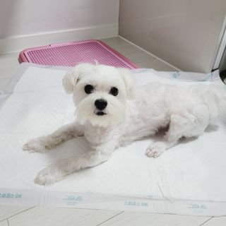 아베크 펫 와이드 프리미엄 대형 애견 강아지 배변 패드 30매 1팩 80g — 5점을 준 리뷰어가 2021년 7월 올린 사용 사진