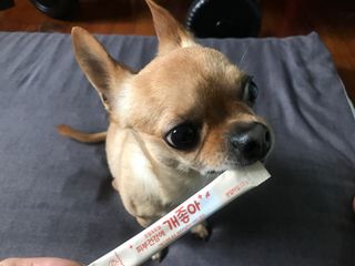 My Pet Care 모발과 모질 피부건강에 개좋아 — 5점을 준 리뷰어가 2021년 4월 올린 사용 사진