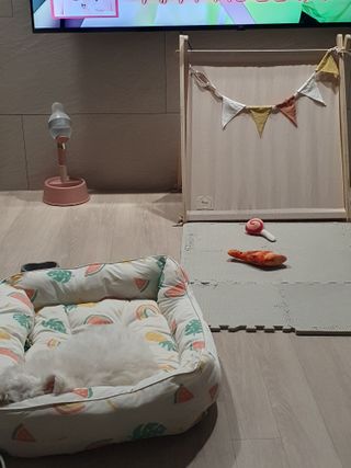페페로니 맛있는 스틱 - 무항생제 닭고기 15개 + 알래스카 연어 15개 — 5점을 준 리뷰어가 2021년 8월 올린 사용 사진