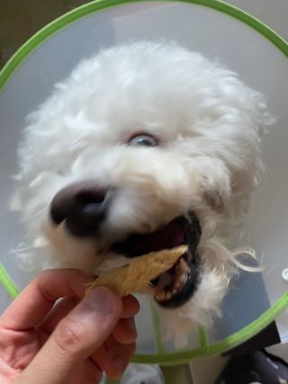 [펫시밀] 원물그대로 강원도 인제군 용대리 무염황태채 60g 강아지 고양이 프리미엄 수제간식 — 5점을 준 리뷰어가 2023년 11월 올린 사용 사진