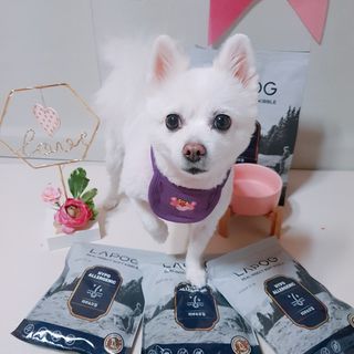 [푸디웜] 라포그 리얼인섹트 소프트키블 스킨 1KG — 5점을 준 리뷰어가 2022년 9월 올린 사용 사진