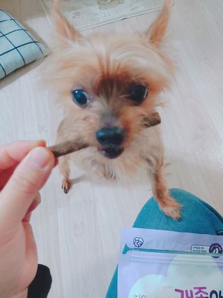 My Pet Care 천연단백질 치아건강에 개좋아 — 5점을 준 리뷰어가 2021년 1월 올린 사용 사진