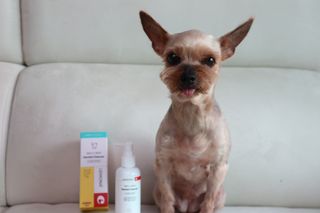 프리[경남제약 레모나x댕모어]  강아지 고양이 구취제거 충치 예방 덴탈클리너 120ml — 5점을 준 리뷰어가 2024년 7월 올린 사용 사진