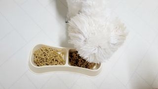안심댕면 강아지라면 5봉지+쓰담쓰담 종합영양제 2스틱 샘플 증정 — 5점을 준 리뷰어가 2022년 8월 올린 사용 사진