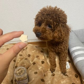 페페로니 자기전에 먹는 저알러지 껌 세트 치킨+오리 — 5점을 준 리뷰어가 2021년 8월 올린 사용 사진