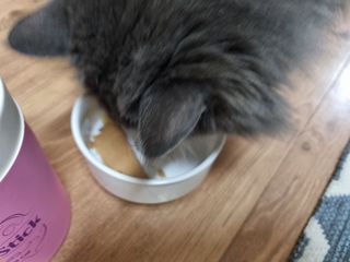 페페로니 맛있는 스틱 - 무항생제 닭고기 15개 + 알래스카 연어 15개 — 5점을 준 리뷰어가 2021년 8월 올린 사용 사진