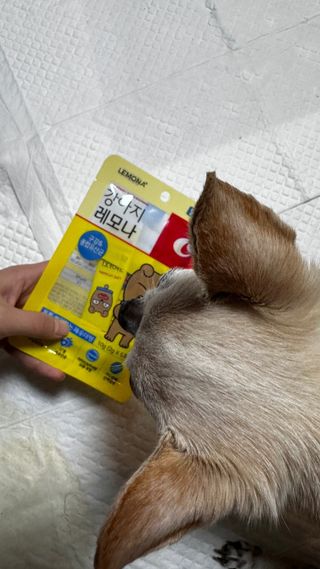 [레모나] 강아지 레모나 강아직 영양 간식 4종 택 1 — 5점을 준 리뷰어가 2024년 1월 올린 사용 사진