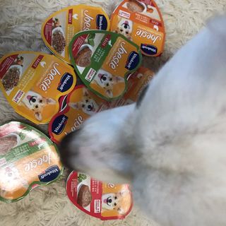 비타크래프트 조에시 하트캔 85g 강아지 습식캔 10캔 — 4점을 준 리뷰어가 2021년 9월 올린 사용 사진