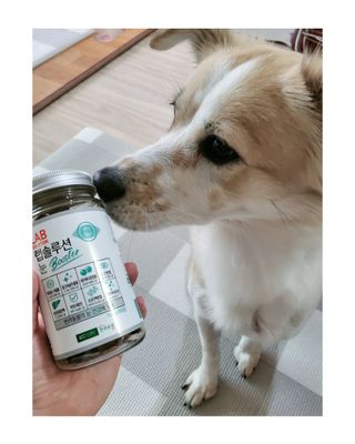 랩솔루션 강아지 영양제 3종 중 택 1 — 5점을 준 리뷰어가 2022년 6월 올린 사용 사진