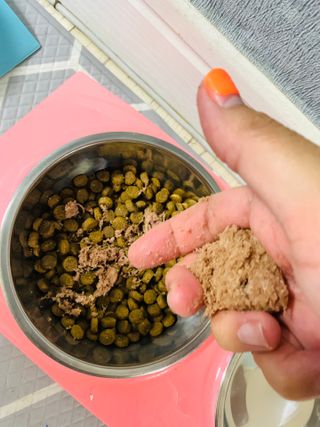 펫에이블 데일리바이트 키토 [비프], [치킨] — 4.5점을 준 리뷰어가 2021년 8월 올린 사용 사진