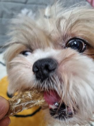 [보헤리] 국내산 강아지 육포간식 바삭 64 2종 — 5점을 준 리뷰어가 2022년 3월 올린 사용 사진