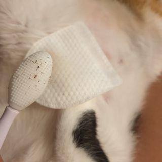 [자유펫] 고양이 턱드름 여드름 예방 및 제거 세트, 블랙씨드케어박스 — 5점을 준 리뷰어가 2021년 10월 올린 사용 사진