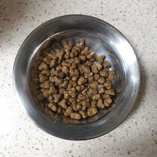 영국 바이탈린 강아지 애견사료 2kg — 5점을 준 리뷰어가 2021년 6월 올린 사용 사진