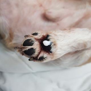 [자유펫] 시코니딘 고양이 강아지 피부 보습 연고 20g — 4점을 준 리뷰어가 2021년 11월 올린 사용 사진