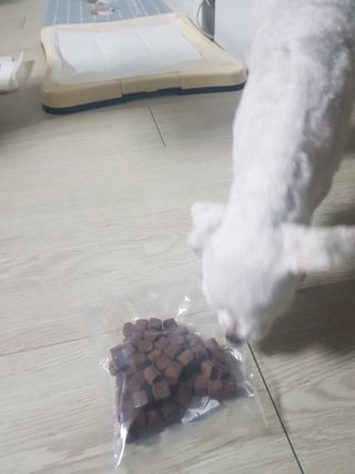 My Pet Care 천연단백질 눈건강에 개좋아 — 5점을 준 리뷰어가 2020년 12월 올린 사용 사진