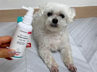 프리[경남제약 레모나x댕모어]  강아지 고양이 구취제거 충치 예방 덴탈클리너 120ml — 5점을 준 리뷰어가 2024년 7월 올린 사용 사진