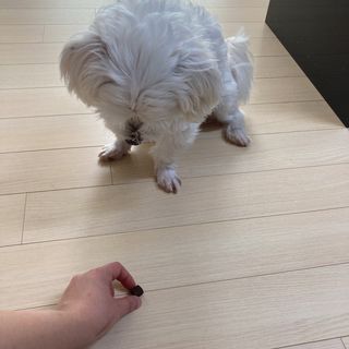 My Pet Care 천연단백질 눈건강에 개좋아 — 4점을 준 리뷰어가 2020년 12월 올린 사용 사진