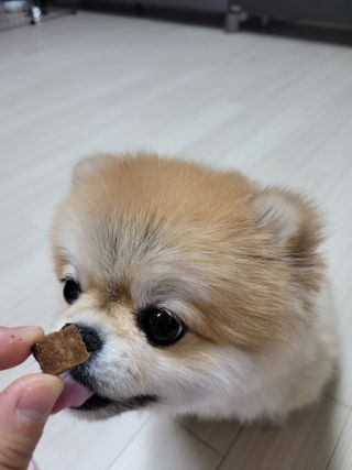 My Pet Care 천연단백질 관절건강에 개좋아 — 5점을 준 리뷰어가 2021년 1월 올린 사용 사진