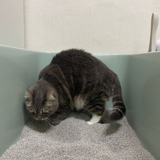 [미유박스] 울티메이트 벤토나이트 오리지널 11.8kg — 5점을 준 리뷰어가 2024년 5월 올린 사용 사진