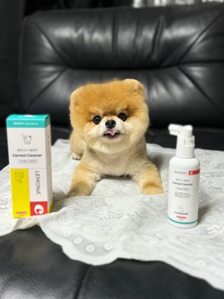프리[경남제약 레모나x댕모어]  강아지 고양이 구취제거 충치 예방 덴탈클리너 120ml — 5점을 준 리뷰어가 2024년 7월 올린 사용 사진