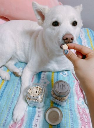 페페로니 자기전에 먹는 저알러지 껌 세트 치킨+오리 — 5점을 준 리뷰어가 2021년 7월 올린 사용 사진