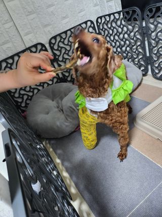 [펫시밀] 원물그대로 영양듬뿍 진공동결건조 치킨텐더100g, 열빙어트릿100g 강아지 고양이 간식 — 5점을 준 리뷰어가 2023년 5월 올린 사용 사진