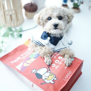 [푸디웜] 라포그  리얼인섹트 관절 저알러지 강아지 사료  1.2KG — 5점을 준 리뷰어가 2022년 8월 올린 사용 사진