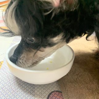 베이컨박스 [BACON] 강아지 수제간식 간편 동결건조 스튜 2종 - 황태, 초록 홍합 — 4점을 준 리뷰어가 2021년 1월 올린 사용 사진