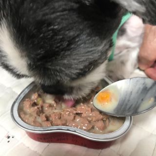 비타크래프트 조에시 하트캔 85g 강아지 습식캔 10캔 — 5점을 준 리뷰어가 2021년 8월 올린 사용 사진