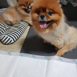 아베크 펫 와이드 프리미엄 중형 애견 강아지 배변 패드 54매 1팩 45g — 5점을 준 리뷰어가 2021년 7월 올린 사용 사진