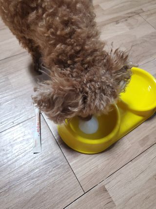 My Pet Care 모발과 모질 피부건강에 개좋아 — 3점을 준 리뷰어가 2021년 1월 올린 사용 사진