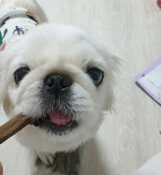 My Pet Care 천연단백질 치아건강에 개좋아 — 5점을 준 리뷰어가 2021년 2월 올린 사용 사진