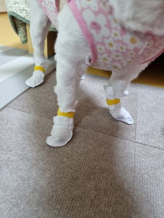 코보콩 에어슈즈 강아지 일회용 신발 소용량 패키지 20매 초경량  미끄럼방지 실내외 겸용 — 5점을 준 리뷰어가 2022년 2월 올린 사용 사진