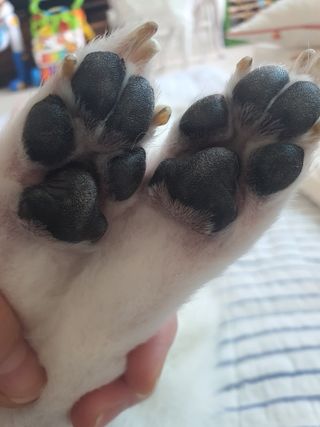 [레드허니밤]자유펫 고양이 강아지 발바닥 밤 14g — 5점을 준 리뷰어가 2021년 10월 올린 사용 사진