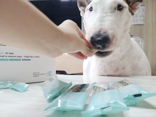 페페로니 클린플러스 덴탈치킨껌 10g x 14p — 3점을 준 리뷰어가 2021년 7월 올린 사용 사진