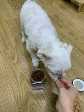 페페로니 진짜 오메가3 연어+소고기 180g+180g — 5점을 준 리뷰어가 2021년 7월 올린 사용 사진