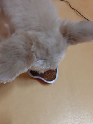 비타크래프트 조에시 하트캔 85g 강아지 습식캔 10캔 — 5점을 준 리뷰어가 2021년 7월 올린 사용 사진