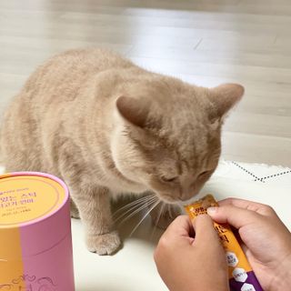 페페로니 맛있는 스틱 - 무항생제 닭고기 15개 + 알래스카 연어 15개 — 5점을 준 리뷰어가 2021년 8월 올린 사용 사진