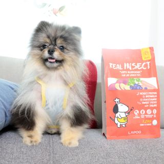 [푸디웜] 라포그  리얼인섹트 관절 저알러지 강아지 사료  1.2KG — 5점을 준 리뷰어가 2022년 8월 올린 사용 사진