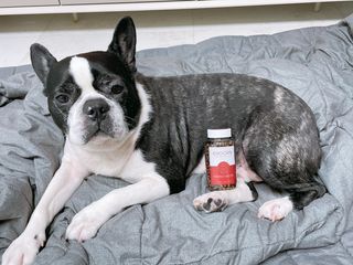 펫21 그로그로 5종 강아지 고양이 반려동물 한방 영양제 — 5점을 준 리뷰어가 2021년 11월 올린 사용 사진